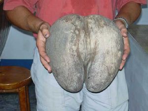 Coco de Mer