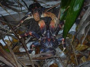 Kokosnoot krab